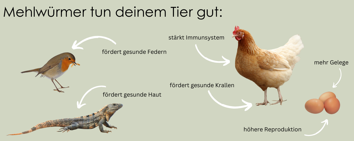 getrocknete Mehlwürmer, 10L